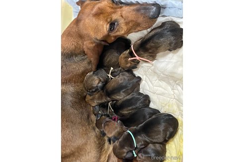 JCKチャンピオン直子　ベッキーちゃん1枚目
